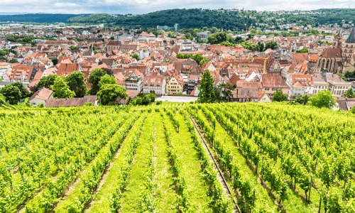 esslingen am neckat mit weinbergen
