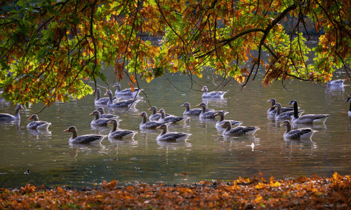 gaense im teich in fuerth