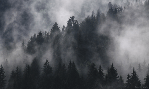 nebel im schwarzwald